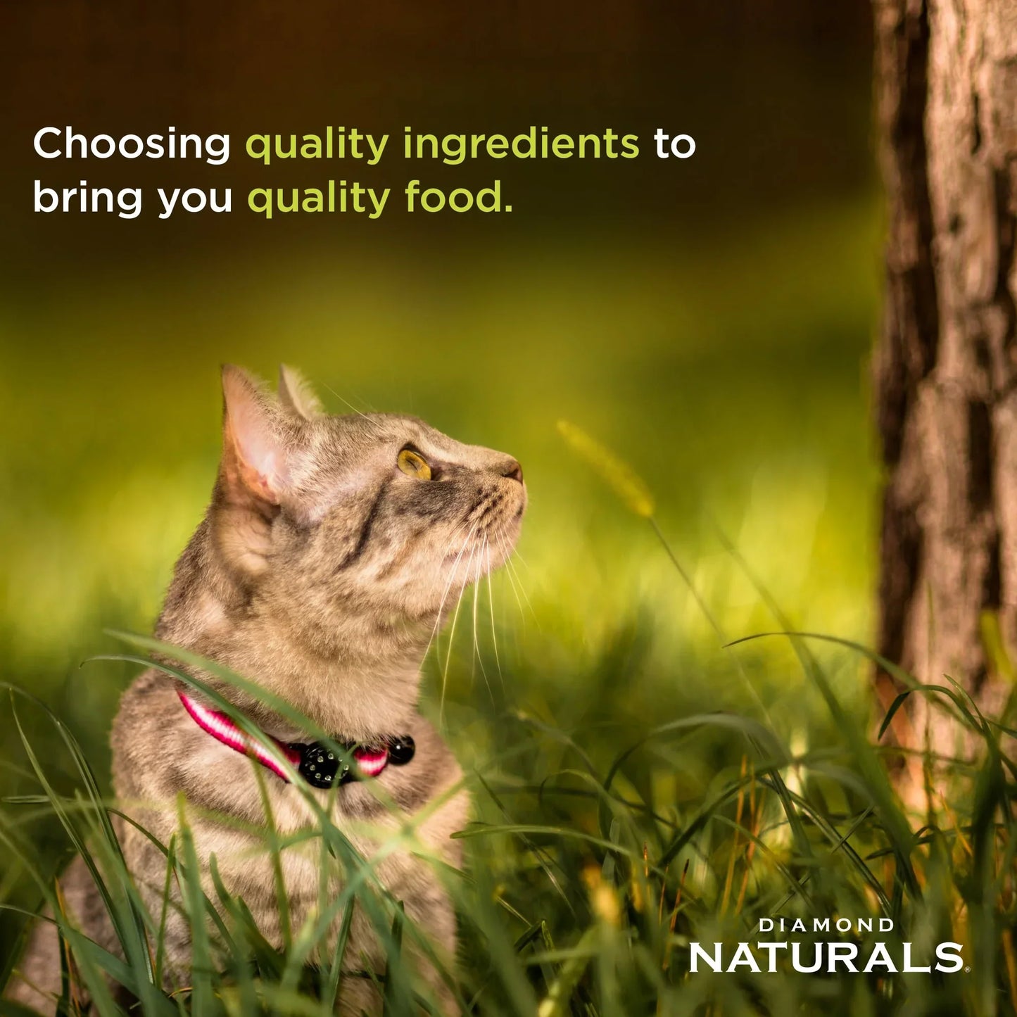 Taste of the Wild Cat Food | High-Quality Grain-Free Nutrition - 6.6KG